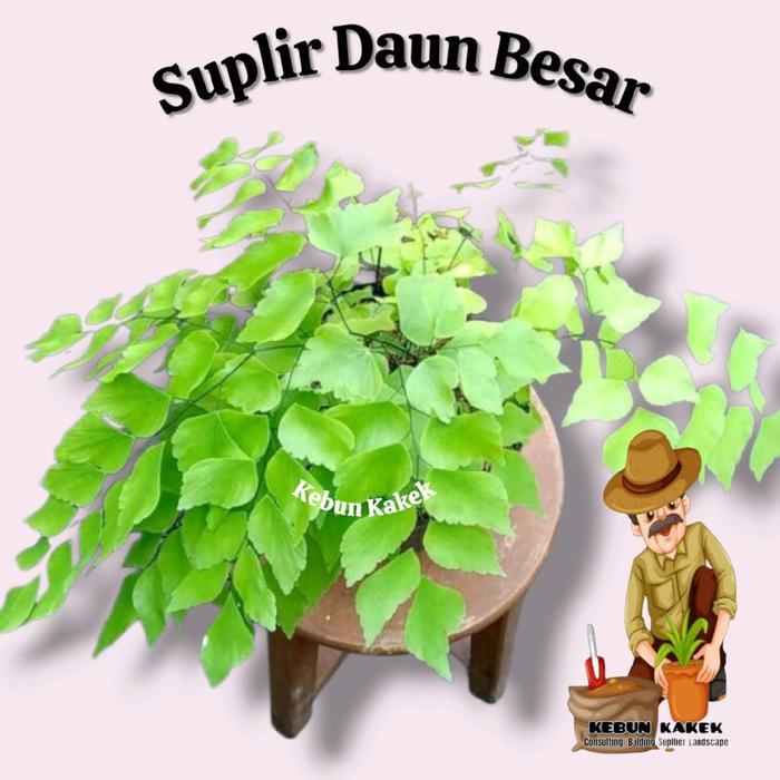 Ada Stok Suplir Daun Besar / Tanaman Hias Suplir Kebo / Tanaman Suplir Daun Besar / Pohon Suplir