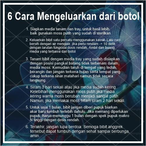 Anggrek Vanda Koleksi Anggrek Vanda Bibit Anggrek Vanda Anggrek