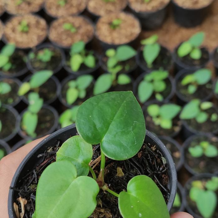 Anthurium forgeti Baby Asli Bukan Hybrid Slide Pertama Foto Induknya