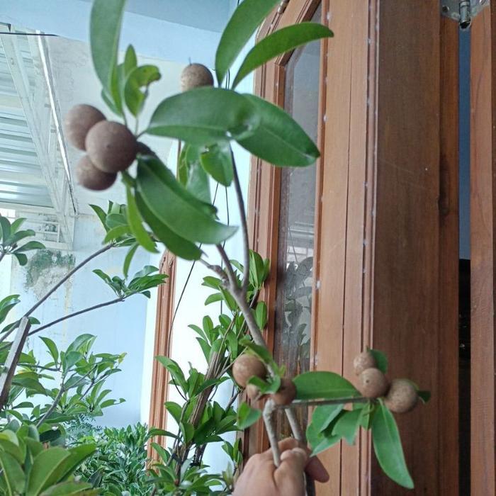 Sawo jumbo berbunga dan berbuah full