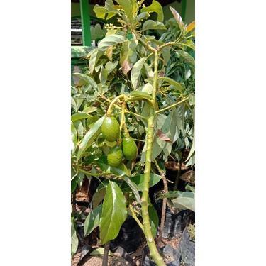 Bibit Alpukat Aligator BERBUAH dan BERBUNGA bisa TABULAMPOT