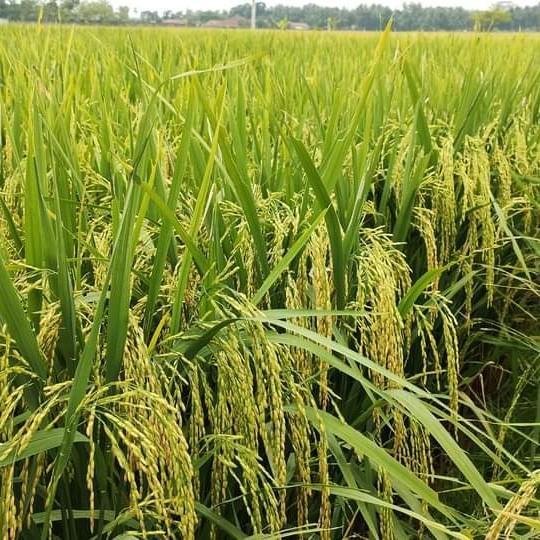 BENIH PADI NGAOS MAWAR 5KG