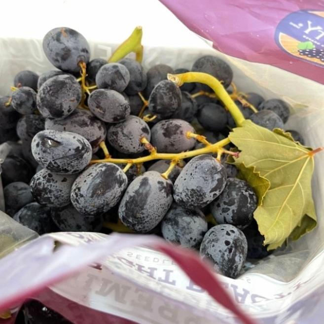 ANGGUR HITAM TANPA BIJI, AUTUMN, SEEDLESS fresh, manis Buah