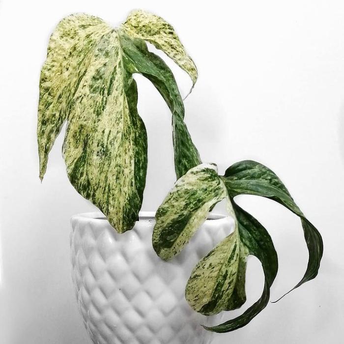 Tanaman hias Philodendron Amydrium Zippelianum Varigata - Amydrium var