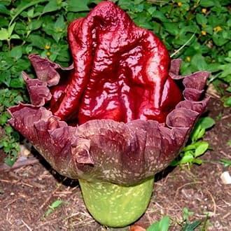 tanaman suweg. pohon suweg