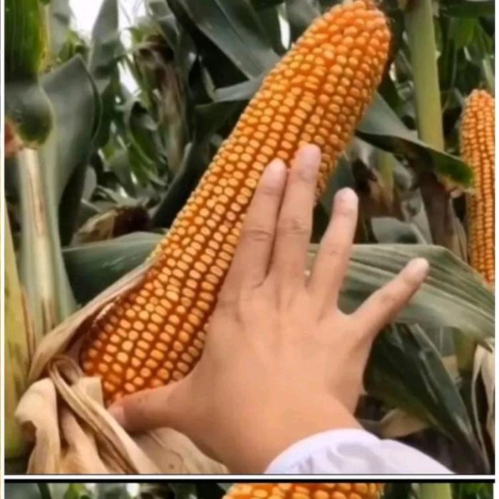 BENIH/BIJI JAGUNG RAKSASA JEPANG