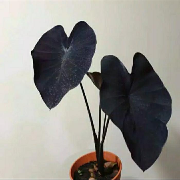 tanaman hias caladium black magic