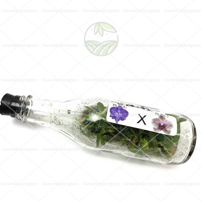 BIBIT ANGGREK BULAN BOTOL ANGGREK BULAN BOTOL ANGGREK BULAN BOTOLAN