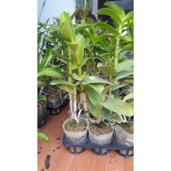dendro kritingan dd orchid