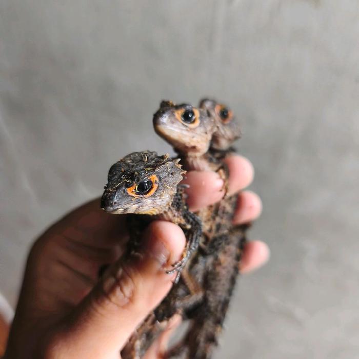 crocodile skink size -+5-7CM
