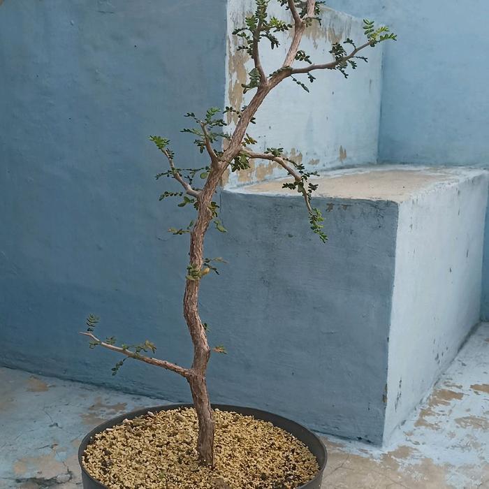 commiphora monstruosa tanaman caudex