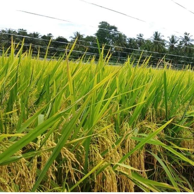 Benih padi BY 208 benih berkualitas 1 kg