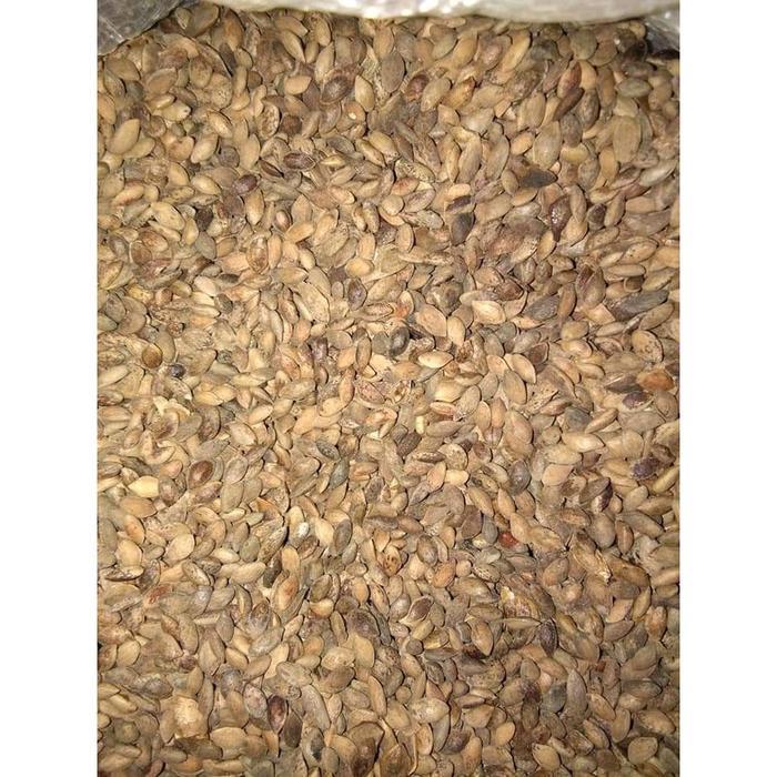 Biji Pinus mercusi 1 kg