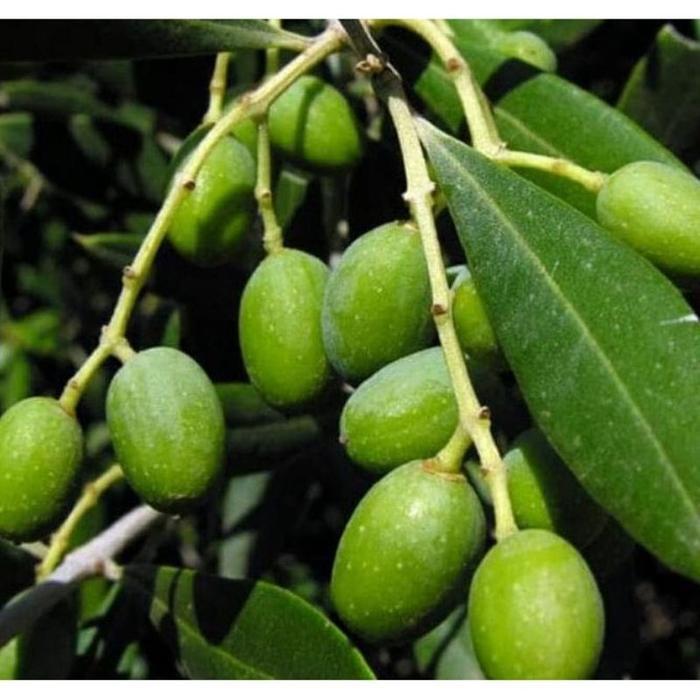 Bibit Pohon Buah Zaitun Cangkok/Bibit Zaitun Unggul/Murah
