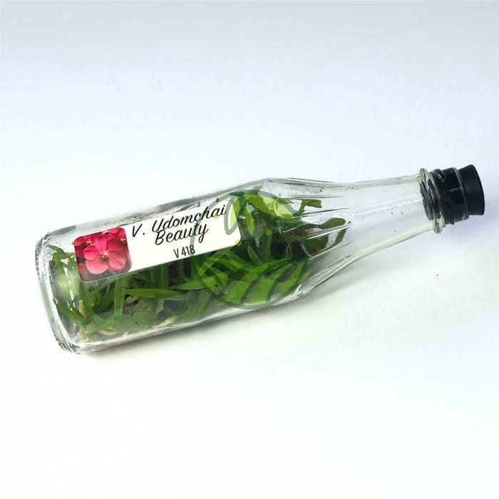 Anggrek Vanda Botolan Kultur Jaringan Bibit Anggrek Vanda Bunga