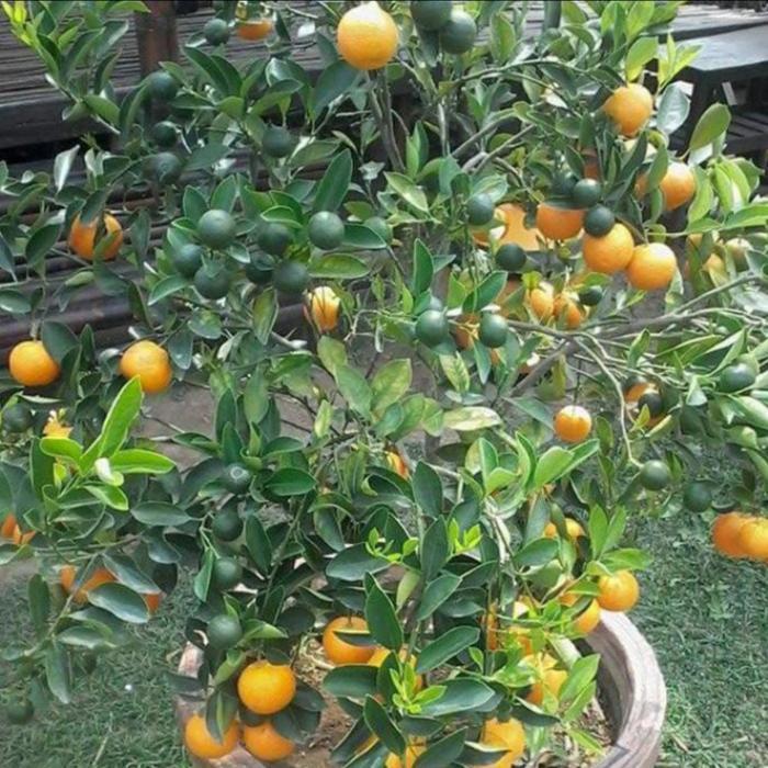 tanaman buah pohon jeruk kip lemon cina sdh berbuah tinggi 50-60cm