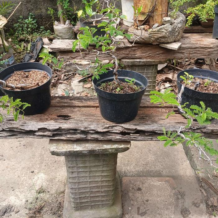tanaman bahan bonsai asem jawa