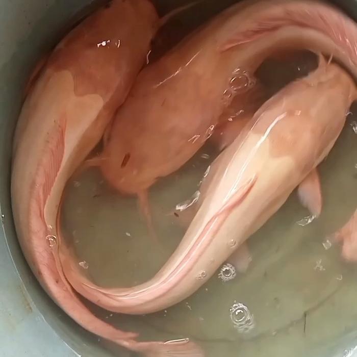 induk lele bule pink paket 3 ekor untuk koleksi kolam