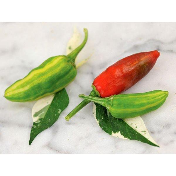 Benih Bibit Cabe Hias Fish Pepper Cabai Unik Varigata