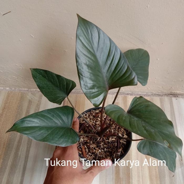 Tanaman Homalomena Black / Homalomena Black