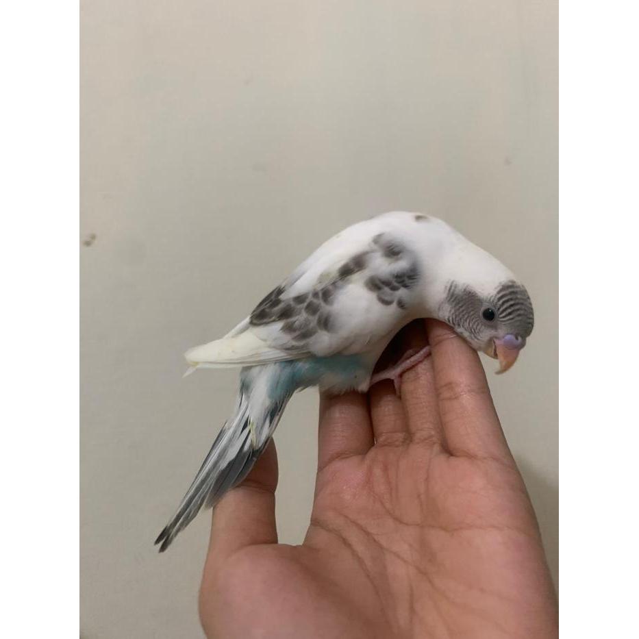 Ready burung parkit anakan lugu mandiri milet