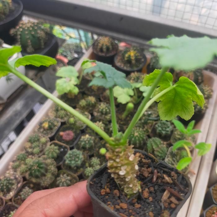 Dorstenia Contrajerva mini bonsai