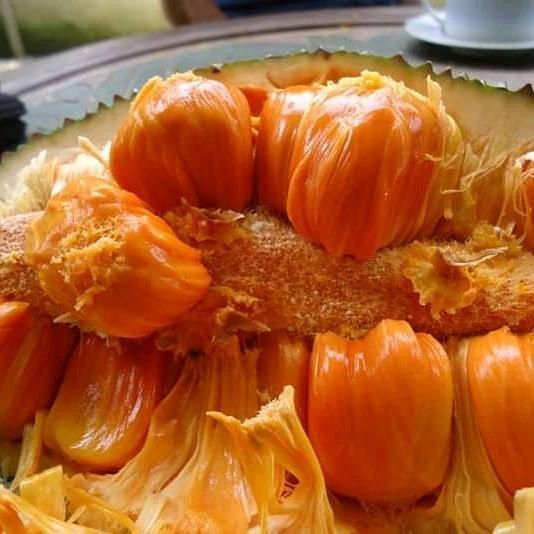 bibit cempedak king asli valid