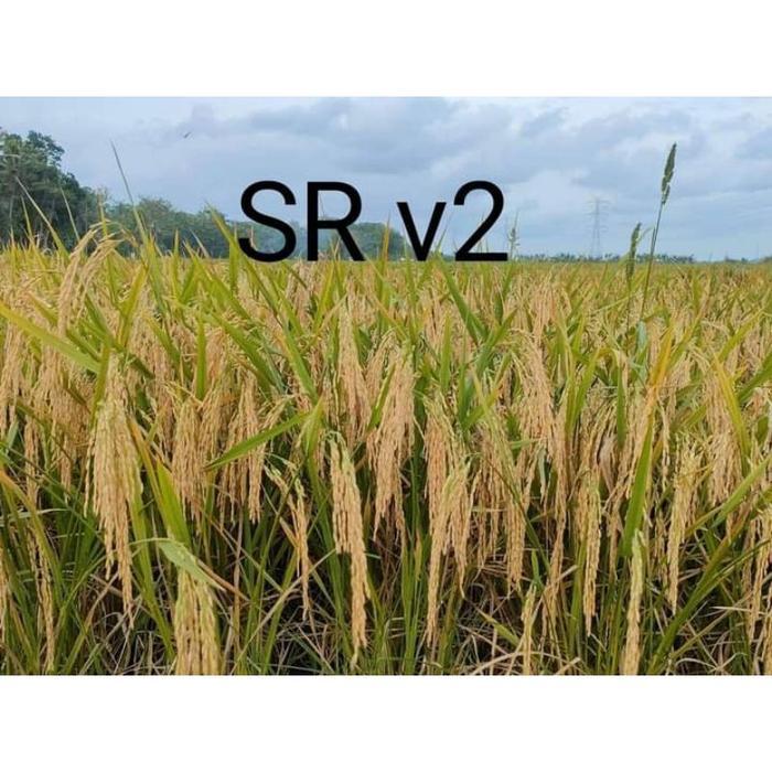 benih padi sr v2 1kg