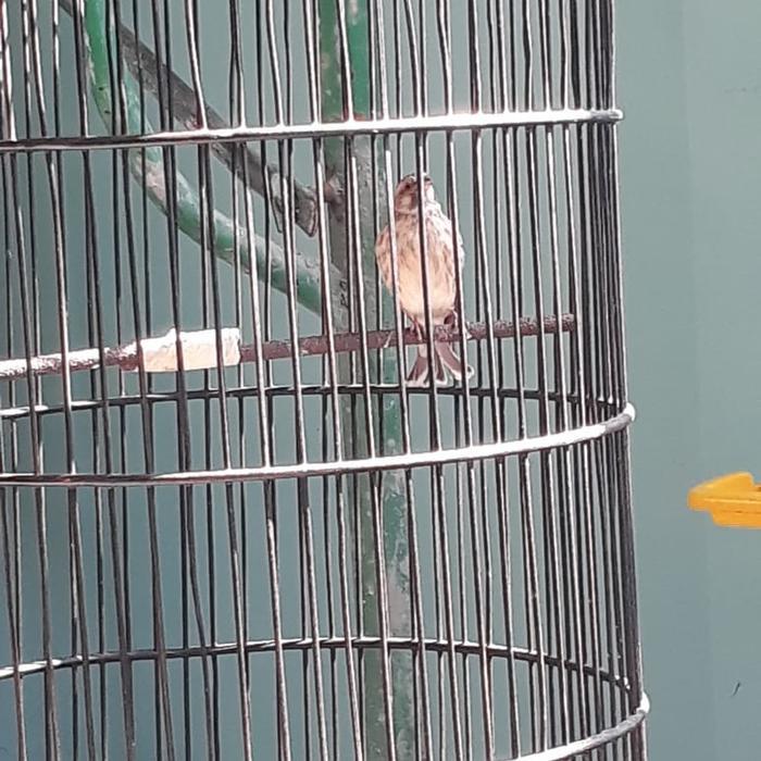 BURUNG BLACKTHROAT BOSWANA BETINA MAPAN SIAP PRODUKSI