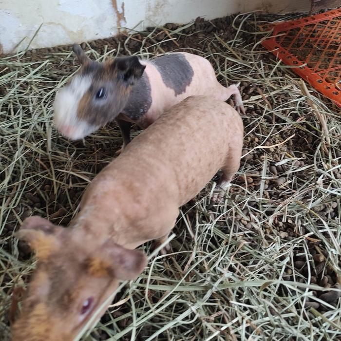 guinea pig skinny/marmut import