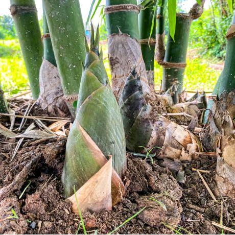 DISKON Rebung muda kering (bambu petung)asli blitar kemasan 250 grm,500grm,1kg Organik Bebas gula
