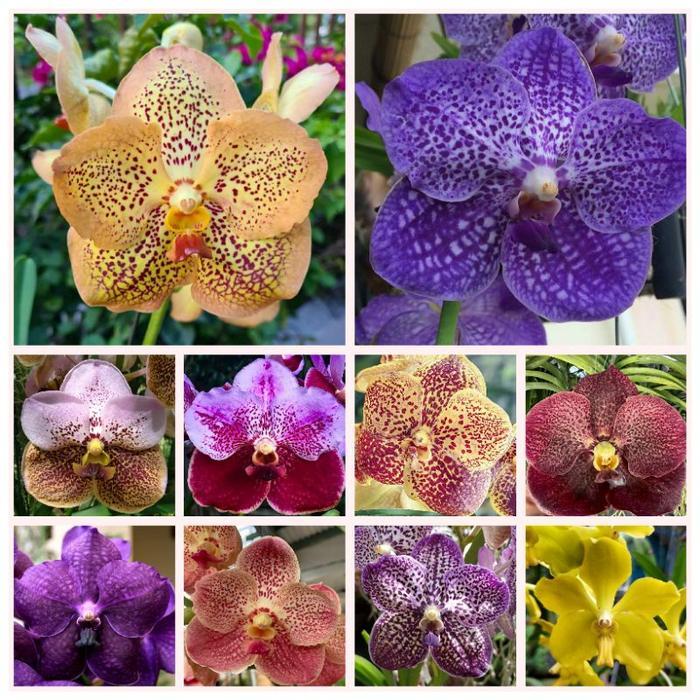 Anggrek Vanda Remaja