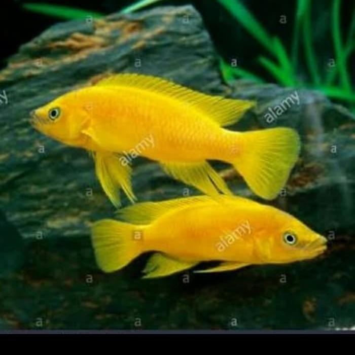 NEOLAMPROLOGUS LELEUPI TANGANYIKA AFRICAN CICHLID