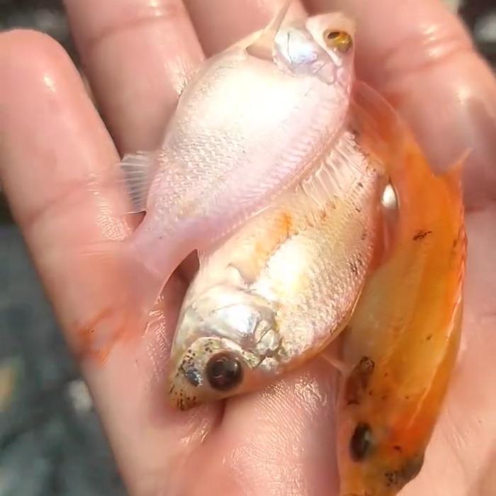 100 Ekor Bibit Ikan Nila Merah Ukuran 8-9 cm untuk Budidaya Kolam Air Tawar