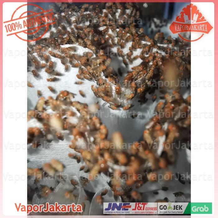 Drosophila Melanogaster Lalat Buah - Dart Frog (Ready Stock)