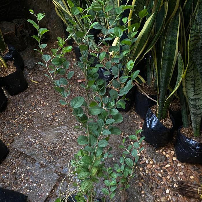 Tanaman bidara arab // bidara arab