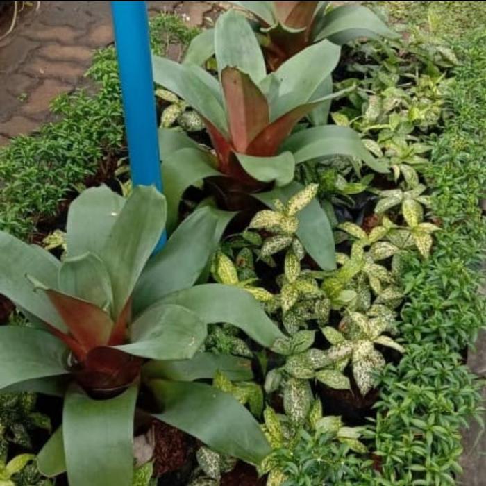 TANAMAN HIAS BROMELIA GIANT-BROMELIA GIANT BESAR