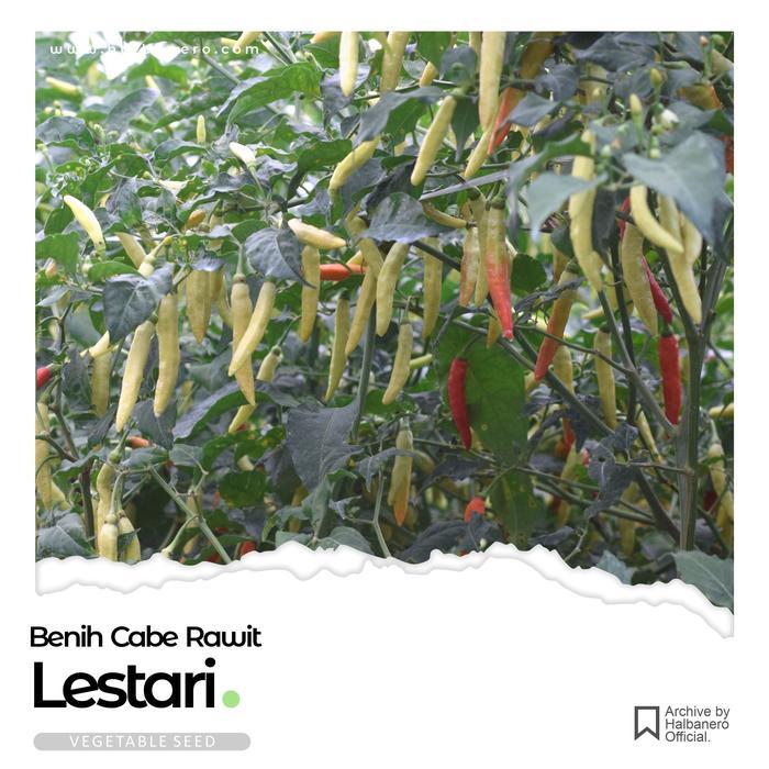 Terangbenderangshop Benih Cabai Lestari - Halbanero