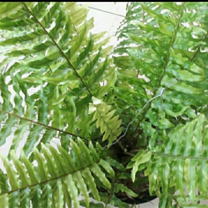 tanaman hias pakis boston varigata