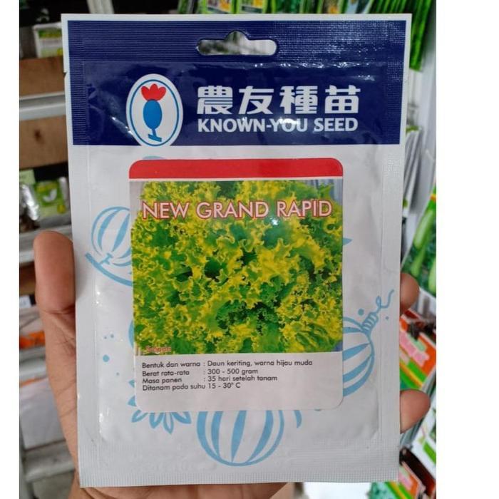 benih selada hijau new grand rapid - benih selada keriting - KYS