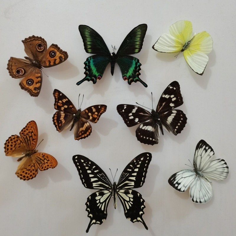 . Natural Unmounted Rhopalocera / Le Papillon / Butterfly Specimen -
