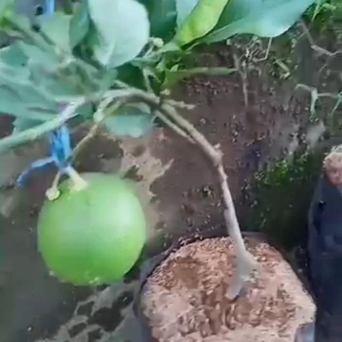 Bibit Jeruk Bali Madu Sudah Berbuah Bibit Jeruk Bali Madu Jumbo