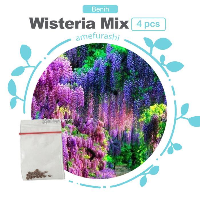 "New" Bibit / Benih / Seeds Japanese Wisteria Mix Biji Wisteria