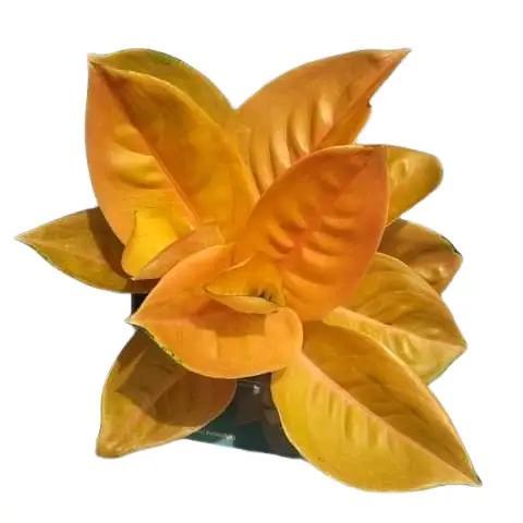 Ada Stok Tanaman Hias Aglonema Sultan Brunei - Pohon aglonema Orange - Kuning