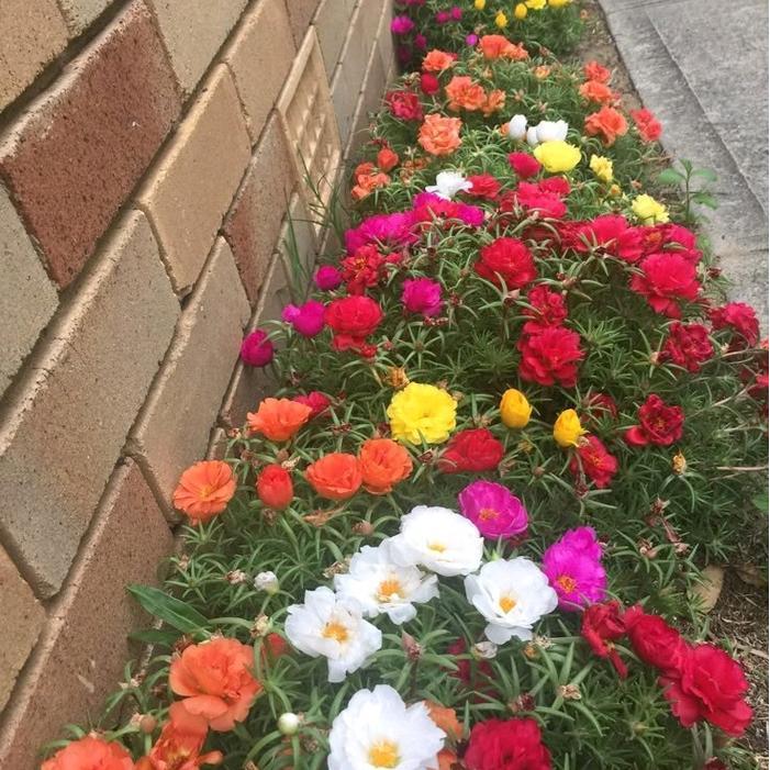 Benih Moss Rose Isi ratusan Biji - Warna Merah, Ungu, Kuning, Putih, dan Pink Bunga