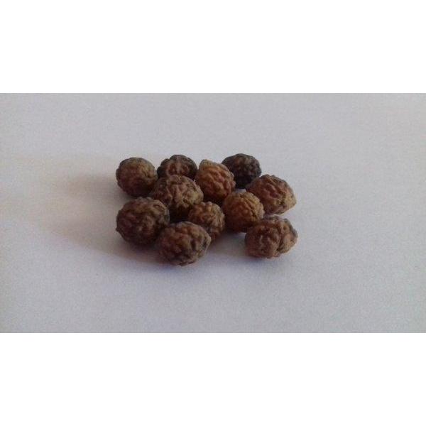 Benih Biji Bibit Tanaman Bidara Arab - Sidr Asli Original - Isi 100 biji