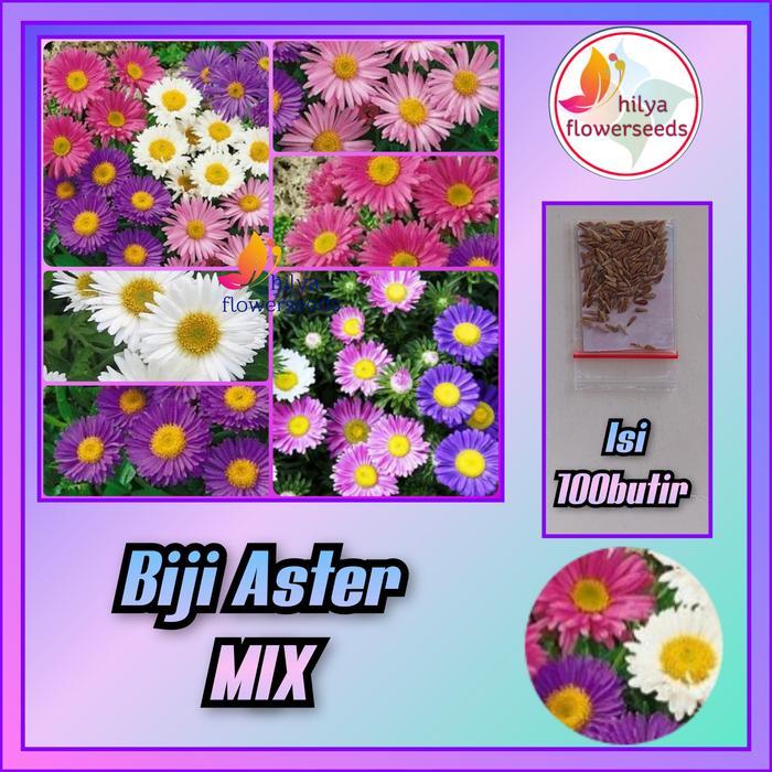 Biji bunga Aster MIX