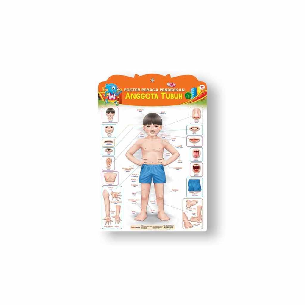 Buku CHILDRENS BOOKS - POSTER PERAGA PENDIDIKAN ANGGOTA TUBUH (BAHAN PPC) by TIM WUDI