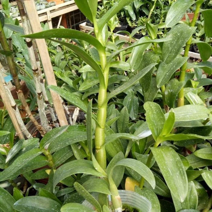 anggrek dendrobium melintir usia dewasa