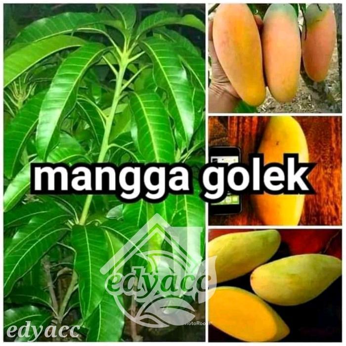 Benih bibit buah MANGGA GOLEK